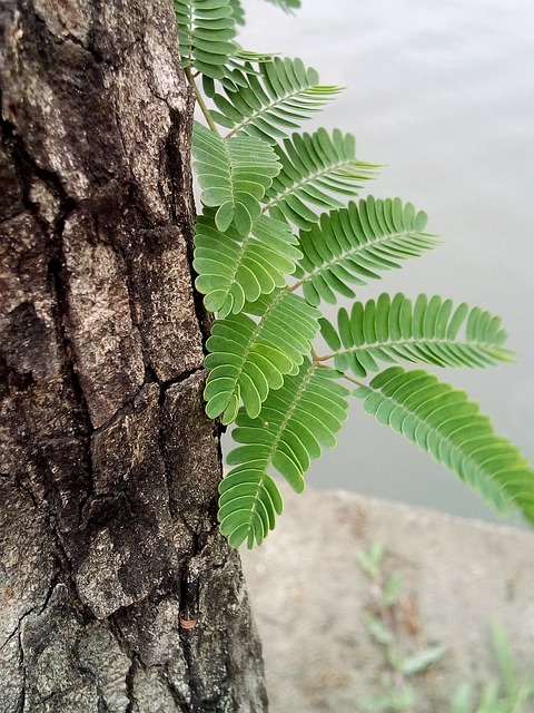 树 树苗 嫩芽 - 上的免费照片