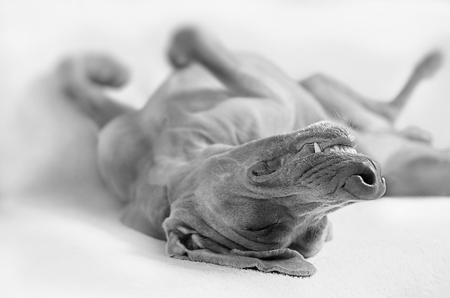 凉爽的 威马 肖像 - 上的免费照片