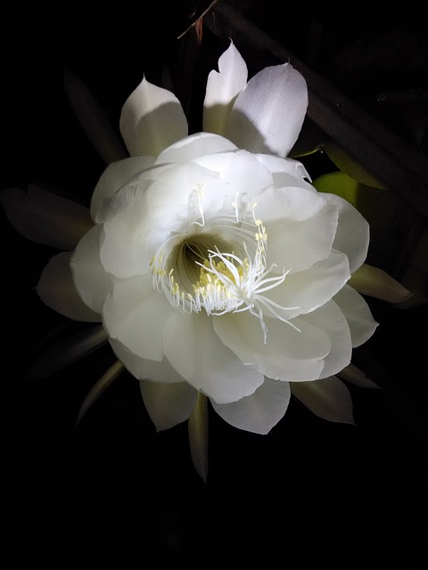 花 每年开花 白色的花 - 上的免费照片