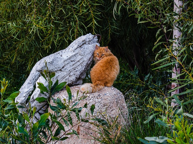 丛集 矮林 猫 - 上的免费照片