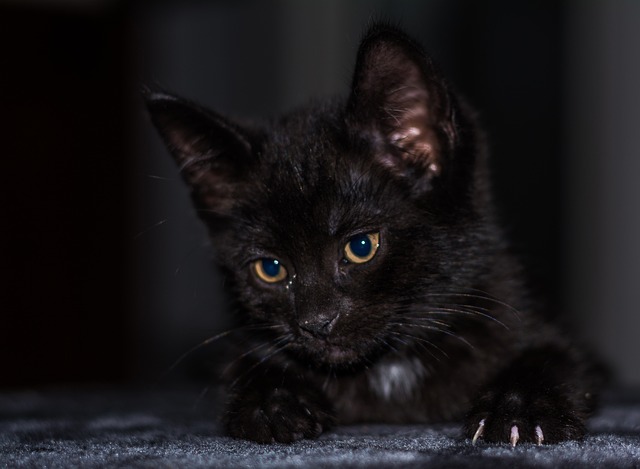 小猫 猫宝宝 年轻的猫 - 上的免费照片