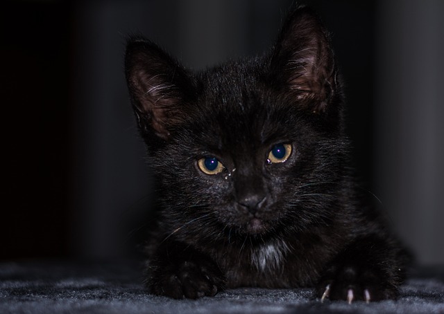 小猫 猫宝宝 年轻的猫 - 上的免费照片