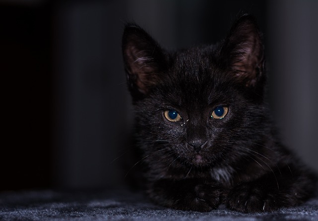 小猫 猫宝宝 年轻的猫 - 上的免费照片