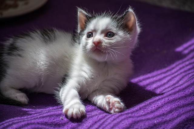 小猫 猫宝宝 年轻的猫 - 上的免费照片