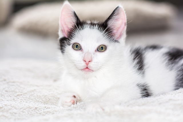 小猫 猫宝宝 年轻的猫 - 上的免费照片