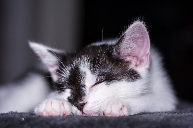 小猫 猫宝宝 年轻的猫 - 上的免费照片