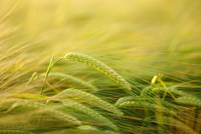 大麦 谷物种植 大麦栽培 - 上的免费照片