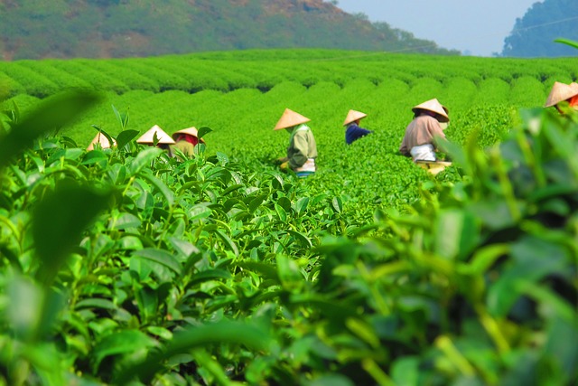 茶 种植园 收成 - 上的免费照片