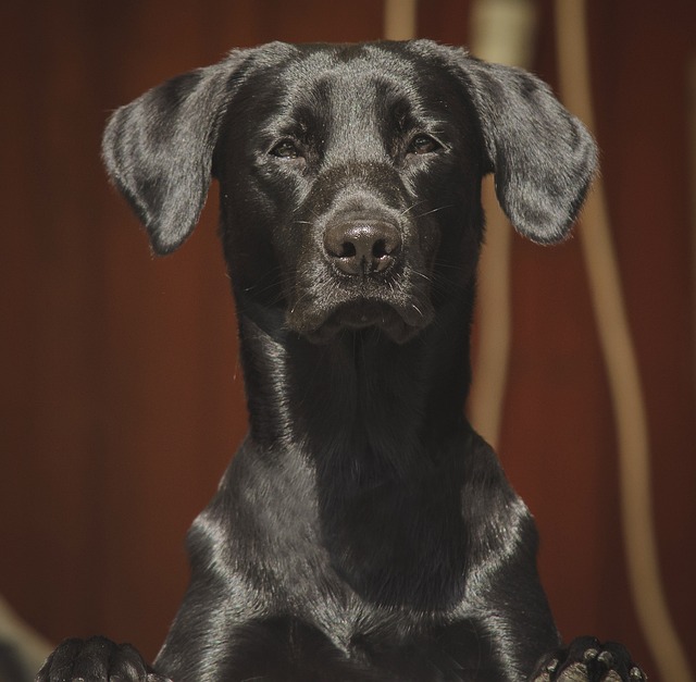 拉布拉多犬 狗 拿来 - 上的免费照片