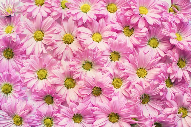 粉红色的雏菊 花朵 背景 - 上的免费照片