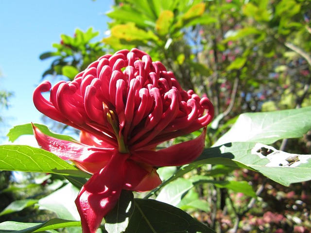 瓦拉塔 Telopea 变形杆菌科 - 上的免费照片