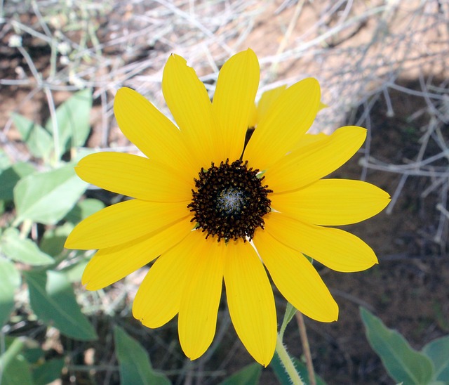 瞬息万变的市场 花 黄色 - 上的免费照片
