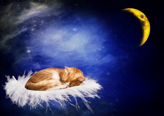 猫 晚安 睡觉 - 上的免费照片