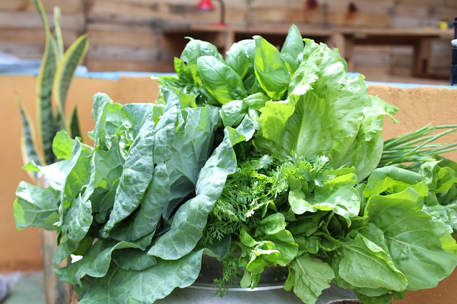 绿色 生菜 新鲜的 - 上的免费照片