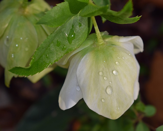 嚏根草与雨滴 粉红色的玫瑰四旬期 四旬期玫瑰 - 上的免费照片