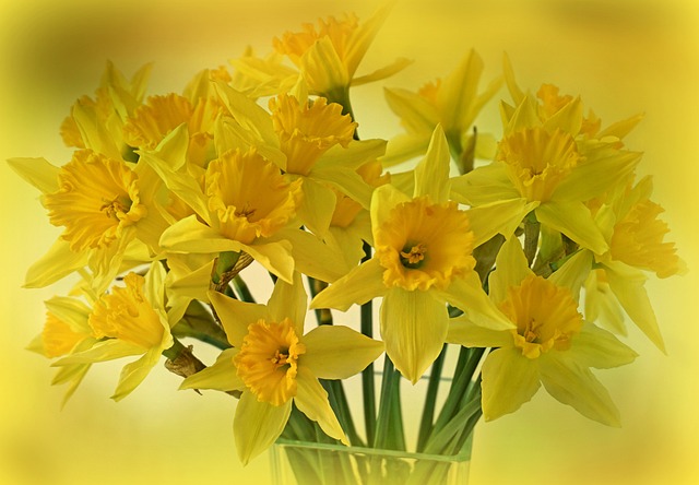 水仙花 复活节的钟声 花 - 上的免费照片