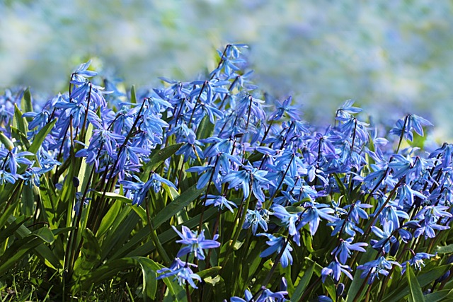花 野风信子 Hyacinthoides - 上的免费照片