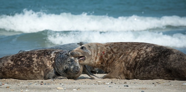 灰海豹 咬 海滩 - 上的免费照片