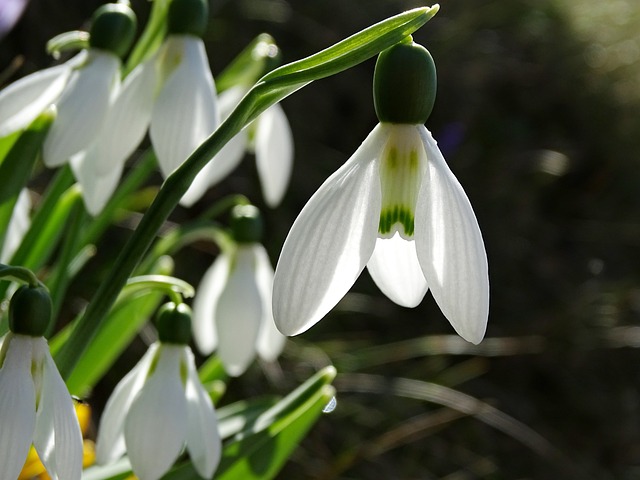 雪花莲 春天的花朵 春天的迹象 - 上的免费照片