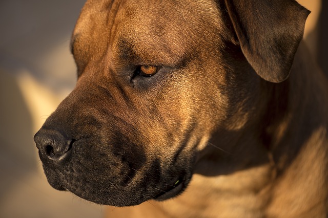 非洲购买Boerboel 斗牛獒 非洲 - 上的免费照片