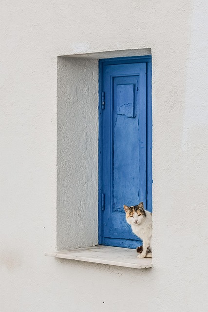 猫 基蒂 窗户 - 上的免费照片