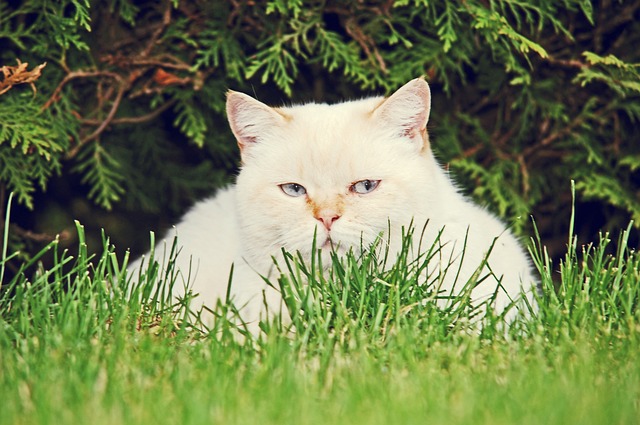 猫 白色的 严肃的 - 上的免费照片