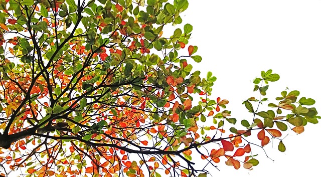 印度杏仁 树 秋天 - 上的免费照片