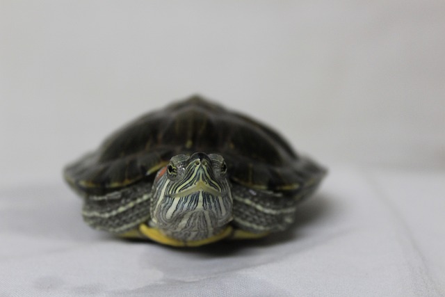 龟 看着 动物 - 上的免费照片