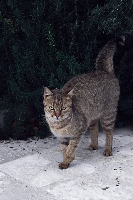 猫 宠物 朋友 - 上的免费照片