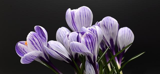 番红花 花朵 紫色的花朵 - 上的免费照片