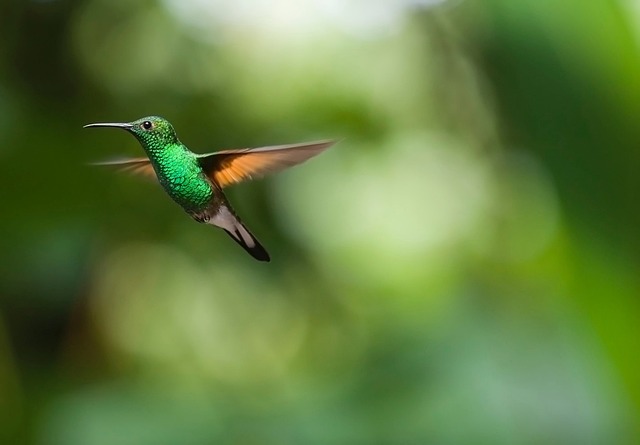 蜂鸟 鸟 Trochilidae - 上的免费照片