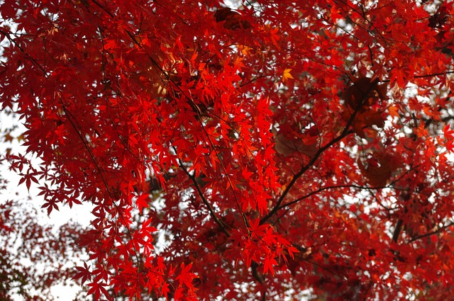 枫叶 秋天 鲁迅公园 - 上的免费照片