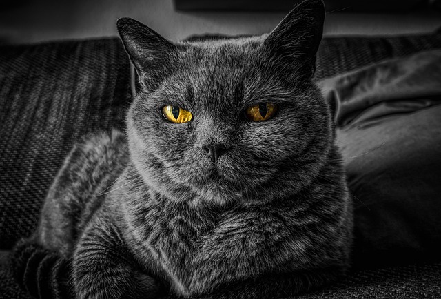 猫 猫的眼睛 灰猫 - 上的免费照片