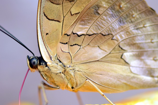 蝴蝶 热带 昆虫 - 上的免费照片