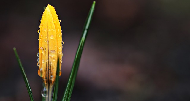 番红花 花 雨滴 - 上的免费照片