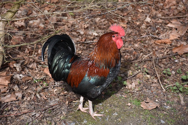 林 性质 农村 - 上的免费照片