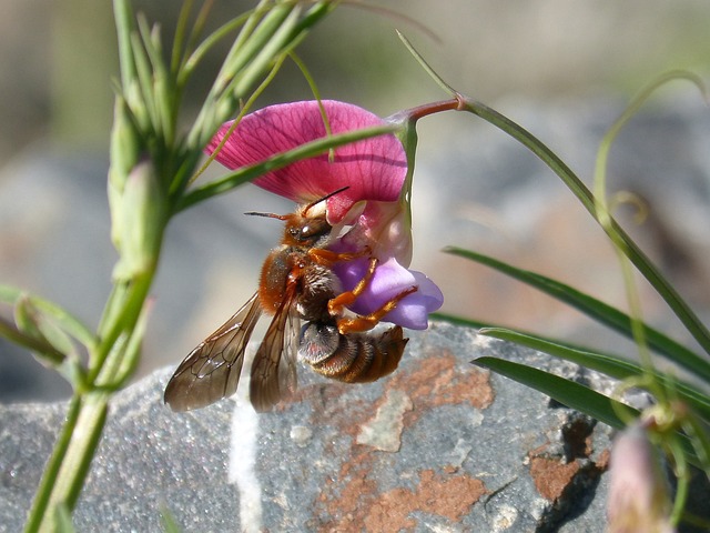 红蜂 Rhodanthidium Sticticum 吮吸 - 上的免费照片