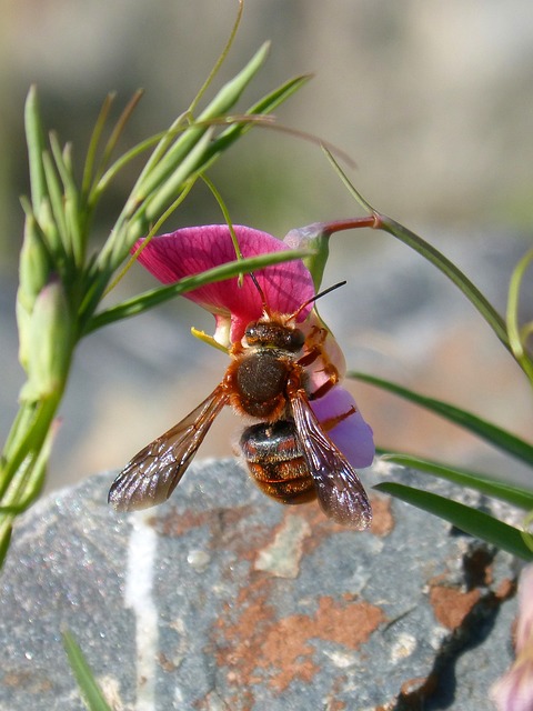 红蜂 Rhodanthidium Sticticum 吮吸 - 上的免费照片