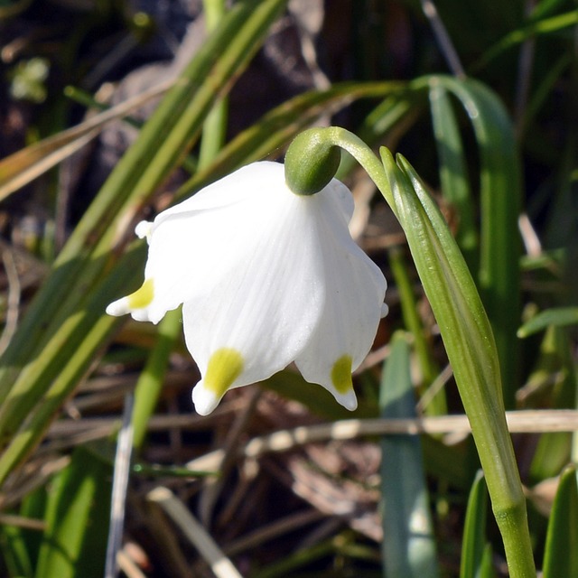 马岑贝歇尔 山谷里的百合 花 - 上的免费照片