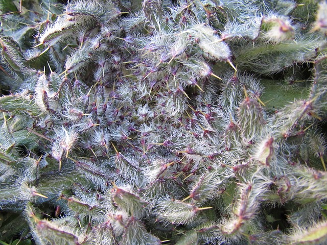 蓟 带刺的 毛茸茸的植物 - 上的免费照片