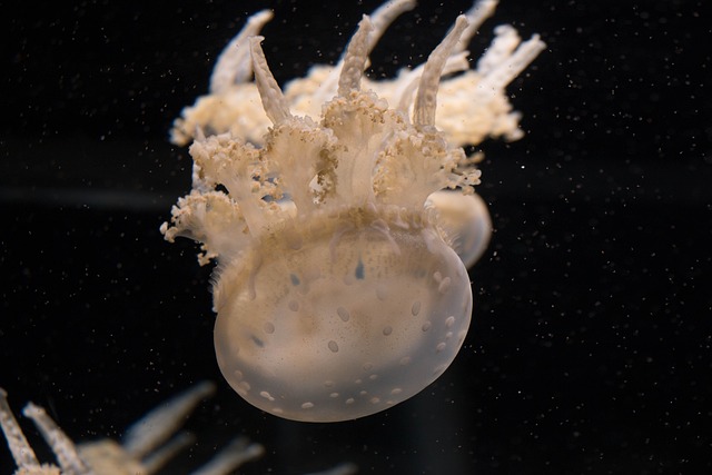 水族馆 水下 海蜇 - 上的免费照片