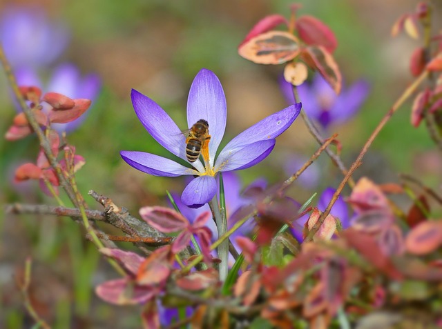 蜜蜂 昆虫 番红花 - 上的免费照片