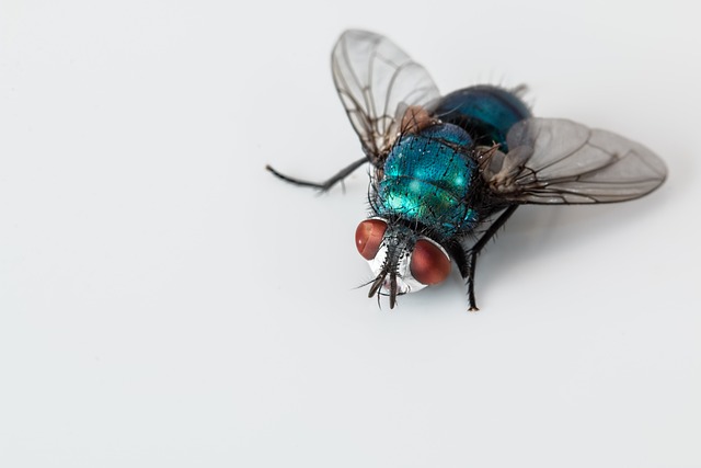 苍蝇 蓝瓶飞 昆虫 - 上的免费照片