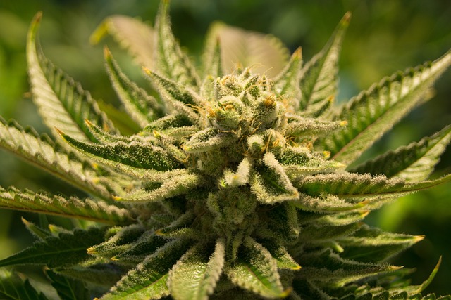 大麻 锅 杂草 - 上的免费照片