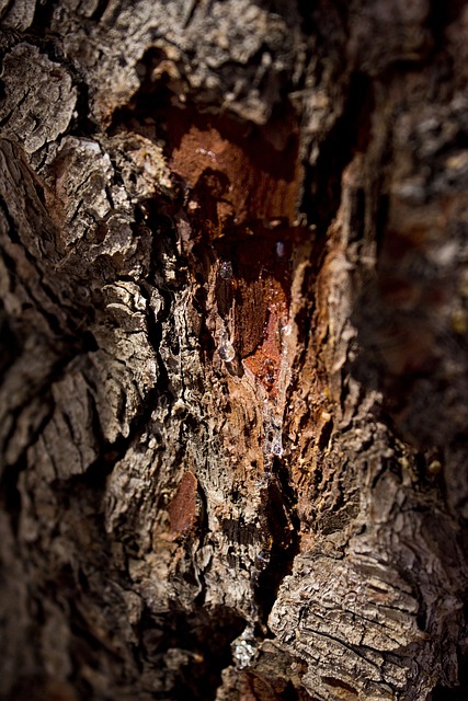 松树 树液 树 - 上的免费照片