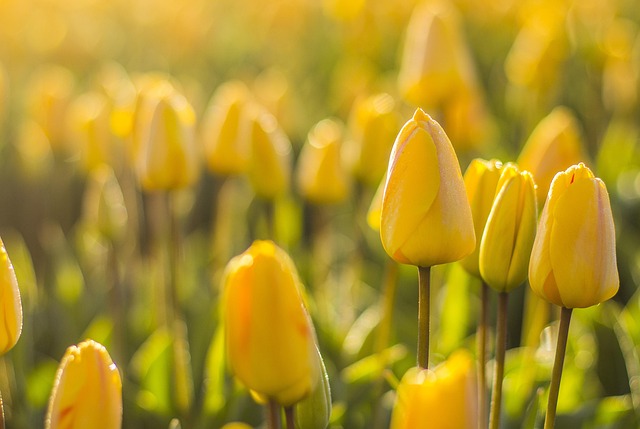 花朵 荷兰 郁金香 - 上的免费照片