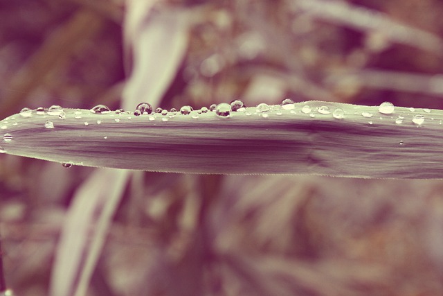 只需要加水 露水 雨 - 上的免费照片
