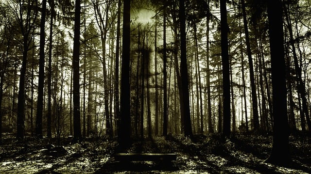 恐怖 脸 森林 - 上的免费图片