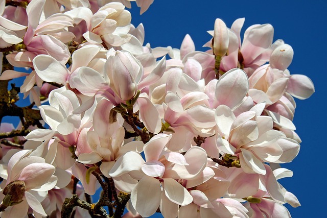 玉兰 花朵 春天 - 上的免费照片