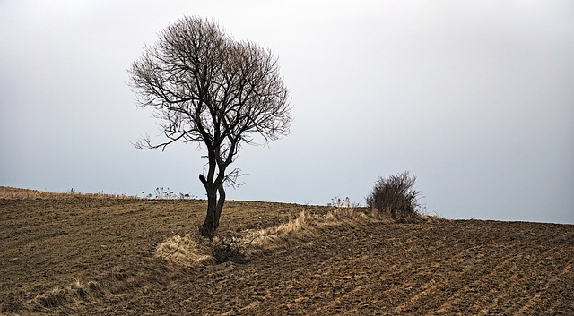 树 景观 性质 - 上的免费照片